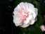 camellia2.jpg