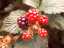 berries3.jpg
