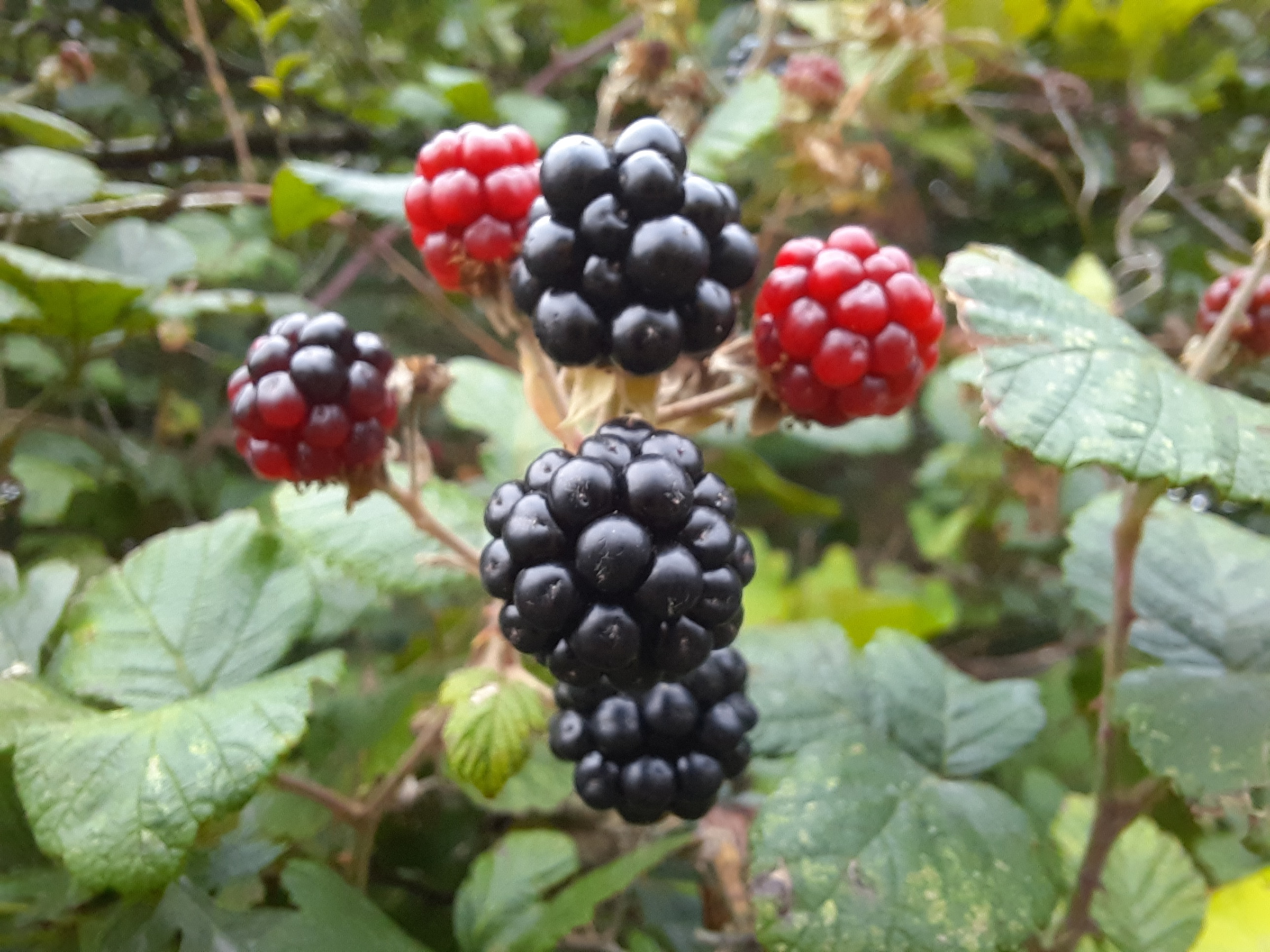 berries2.jpg