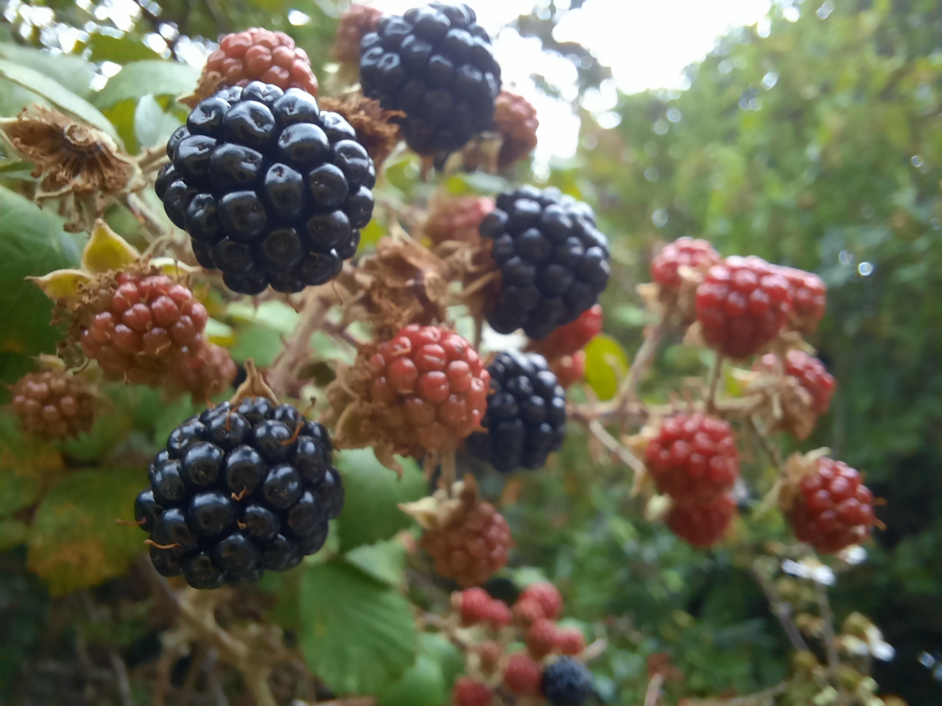 berries3.jpg
