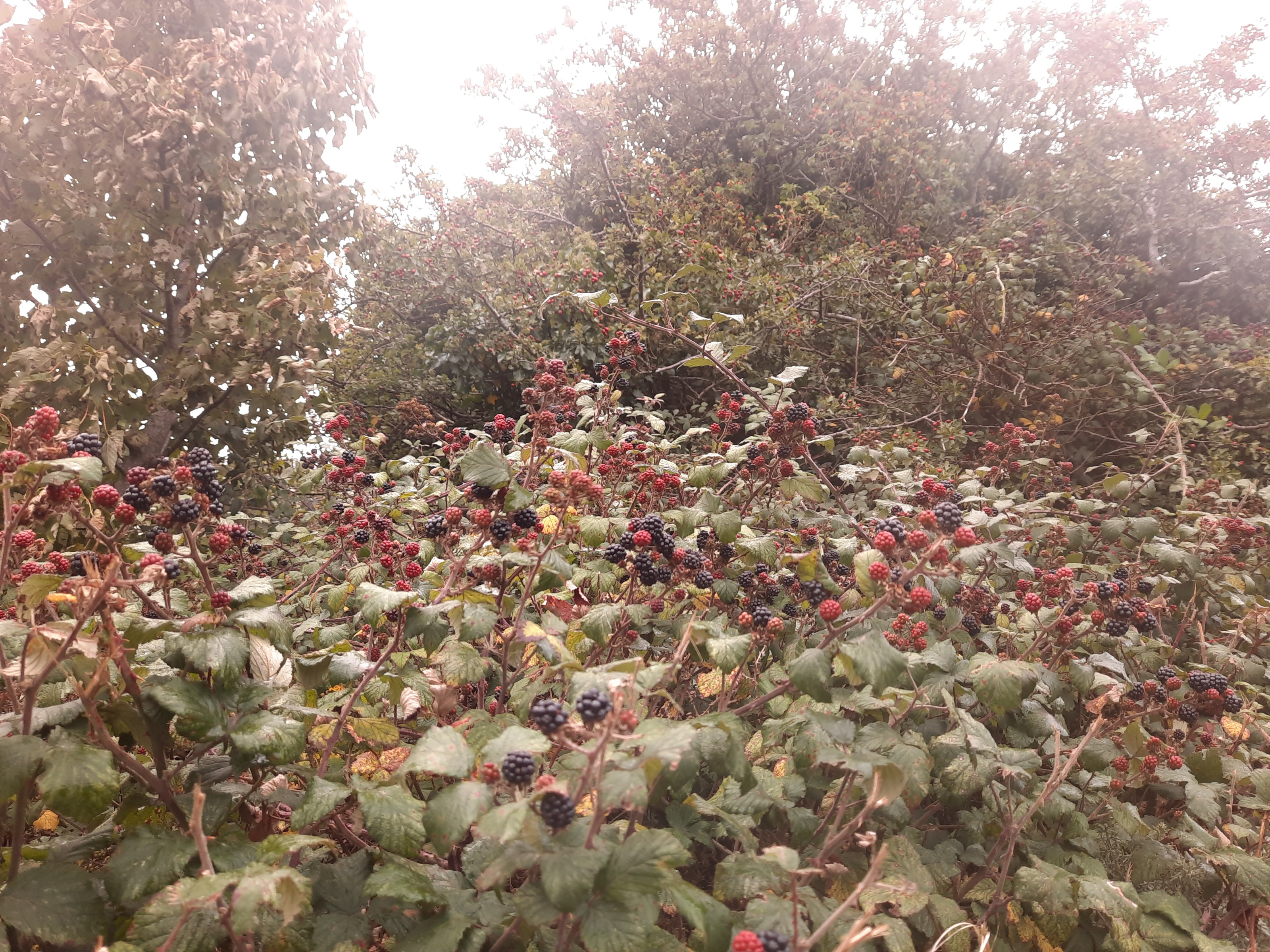 berries4.jpg