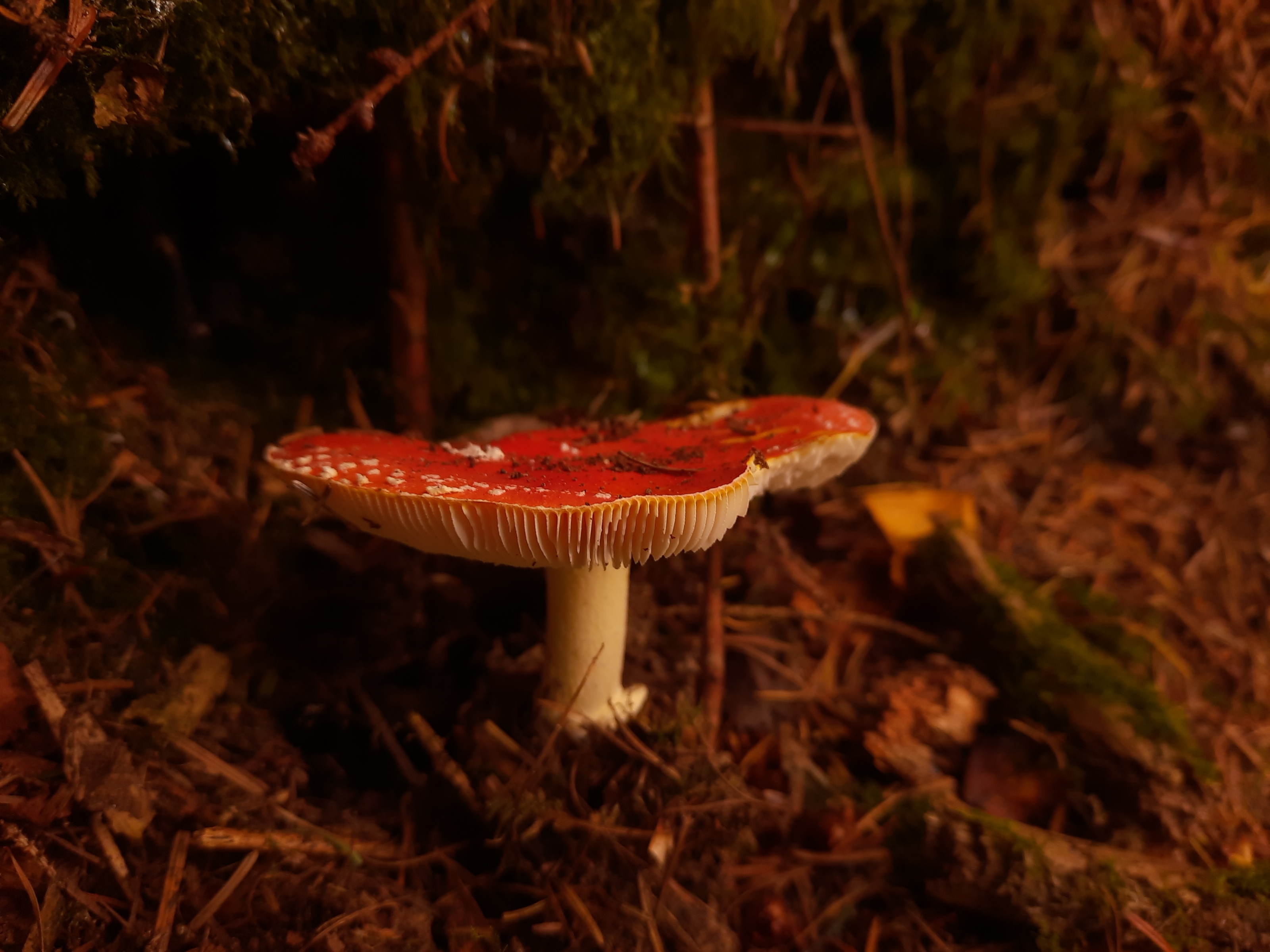 fungi2.jpg