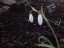 snowdrops1.jpg