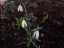 snowdrops2.jpg