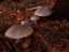 fungi4.jpg