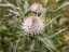 thistle1.jpg