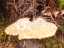 fungi1.jpg