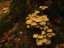 fungi14.jpg