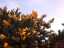 gorse1.jpg