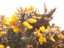 gorse1.jpg