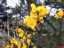 gorse1.jpg