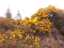 gorse1.jpg