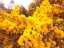 gorse2.jpg