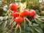 rosehips1.jpg