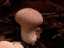 fungi1.jpg