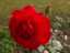 rose1.jpg
