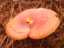 fungi11.jpg