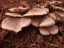 fungi13.jpg