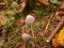 fungi8.jpg