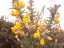 gorse1.jpg