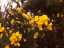 gorse2.jpg