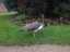peahen1.jpg
