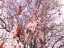 blossom6.jpg