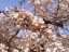 blossom6.jpg