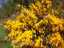 gorse1.jpg