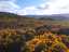 gorse2.jpg