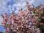 blossom8.jpg