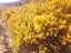 gorse1.jpg