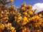 gorse1.jpg
