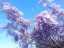 blossom1.jpg