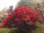 blossom10.jpg