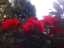 blossom11.jpg