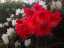 blossom12.jpg