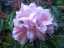 blossom16.jpg