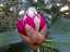 blossom19.jpg