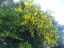 blossom2.jpg