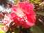 blossom22.jpg