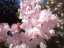 blossom23.jpg