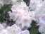 blossom25.jpg
