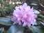 blossom26.jpg