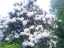 blossom28.jpg