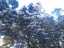 blossom29.jpg