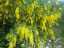 blossom3.jpg