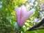 blossom31.jpg
