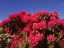 blossom4.jpg