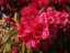 blossom5.jpg
